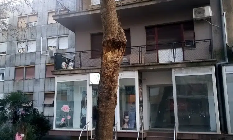 Uklanjanje oštećenih stabala