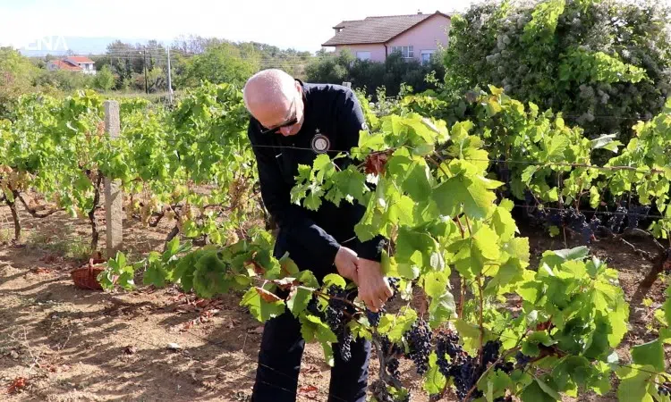 Hercegovačka vina cijenjena na svjetskom tržištu (VIDEO)