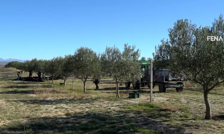 Berba maslina u Hercegovini: Urod za 30 posto manji, ulje poskupjelo (VIDEO)