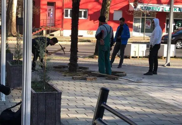Nevjerovatne scene u Mostaru: Pokušao prodati gradsku palmu na Olx-u