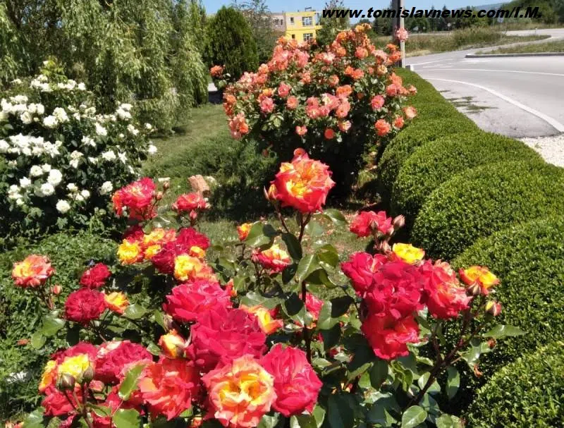 DOBRO vam cvjetno i mirisno, vedro i toplo jutro iz Tomislavgrada!