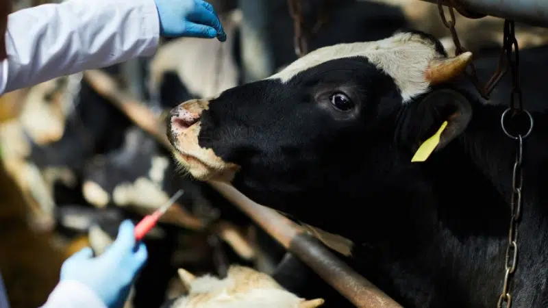 Obavijest korisnicima usluga veterinarskih stanica s područja općine Tomislavgrad