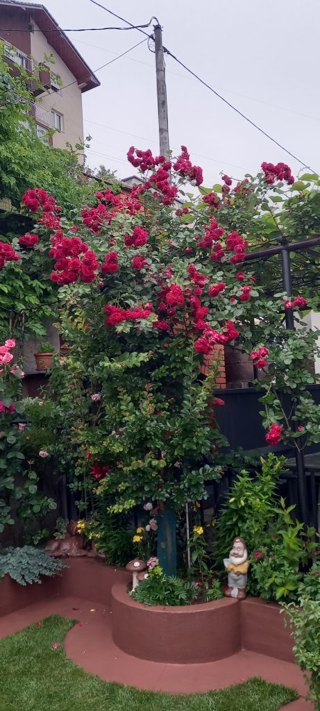 “Majska ruža”: Dobitnici ovogodišnje nagrade za najljepši vrt su braća Ibro i Meho Hero