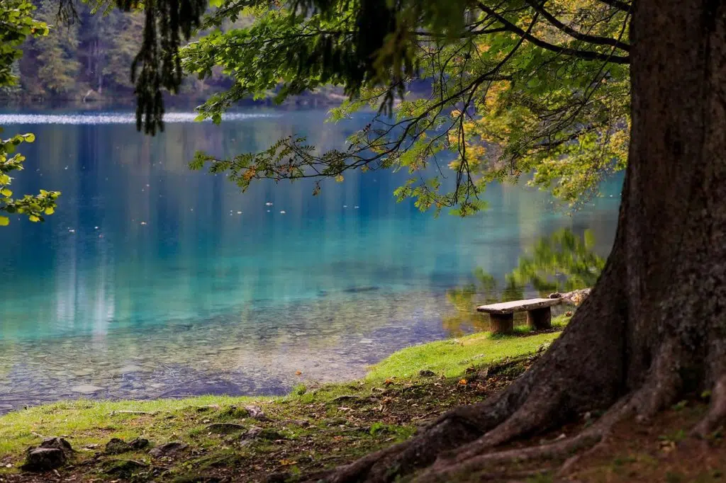 KELTSKI HOROSKOP Pronađite svoje drvo i saznajte šta govori o vama