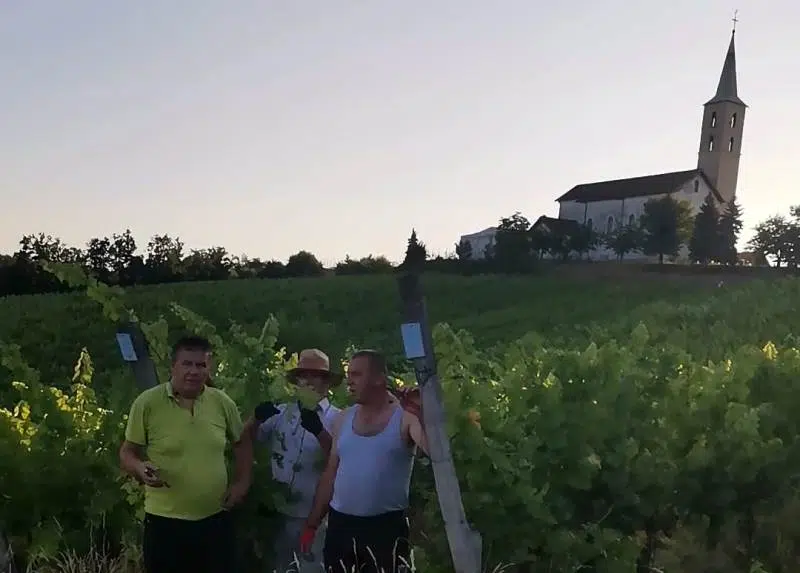 FOTO: POZIVU svećenika za spašavanje biskupijskog vinograda odazvali se i članovi “Našeg trsa” iz Tomislavgrada