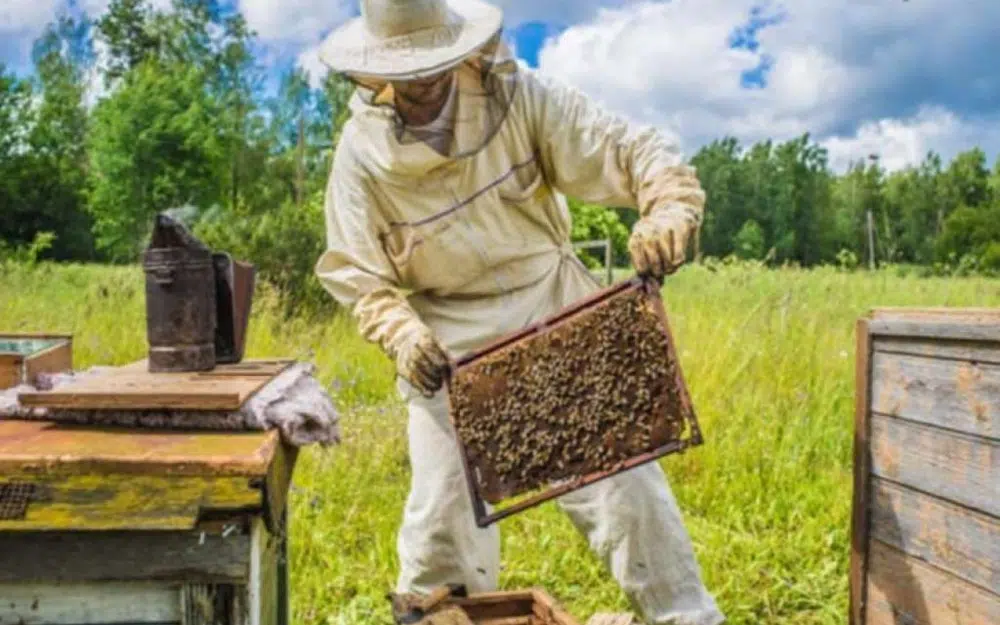 Sukob pčelara u Tomislavgradu