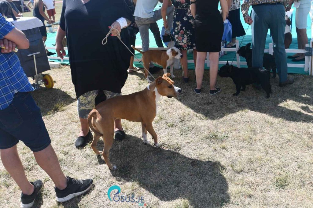 [foto] u posušju započela najveća izložba pasa u bosni i hercegovini