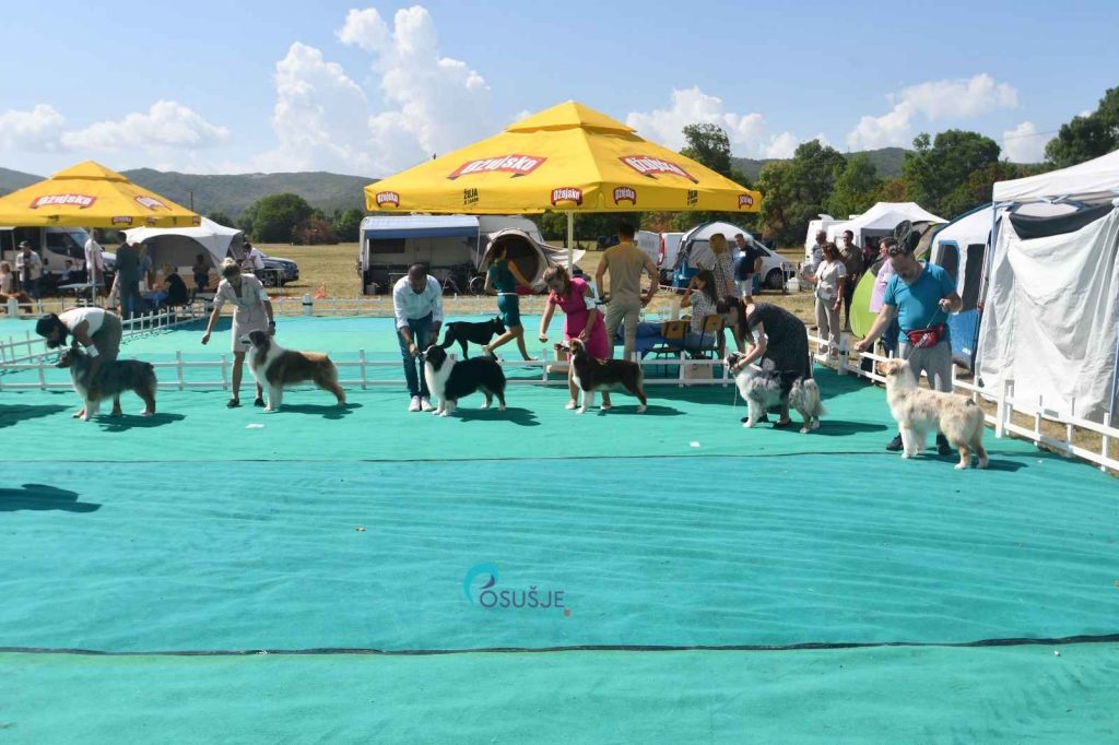 [foto] u posušju započela najveća izložba pasa u bosni i hercegovini