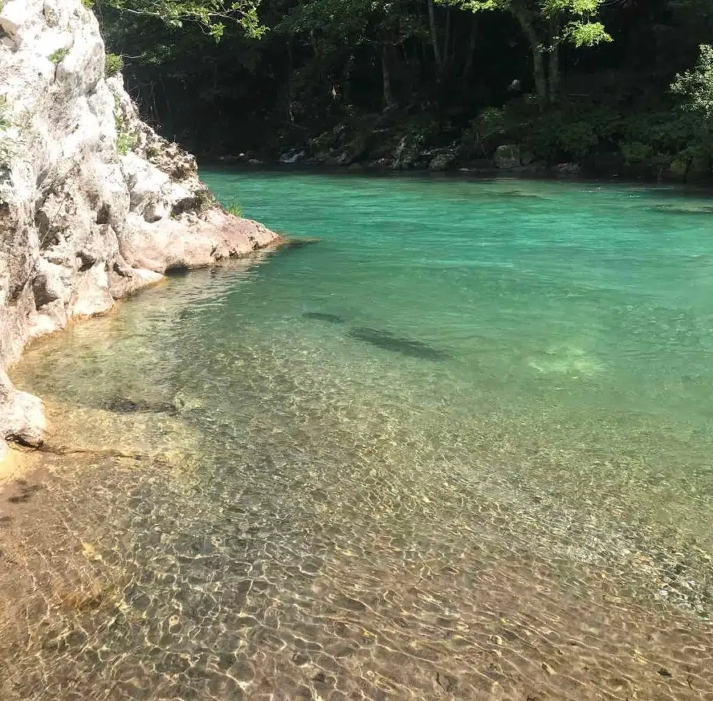 Identifikovan veliki broj ugroženih i zaštićenih vrsta u gornjem toku Neretve