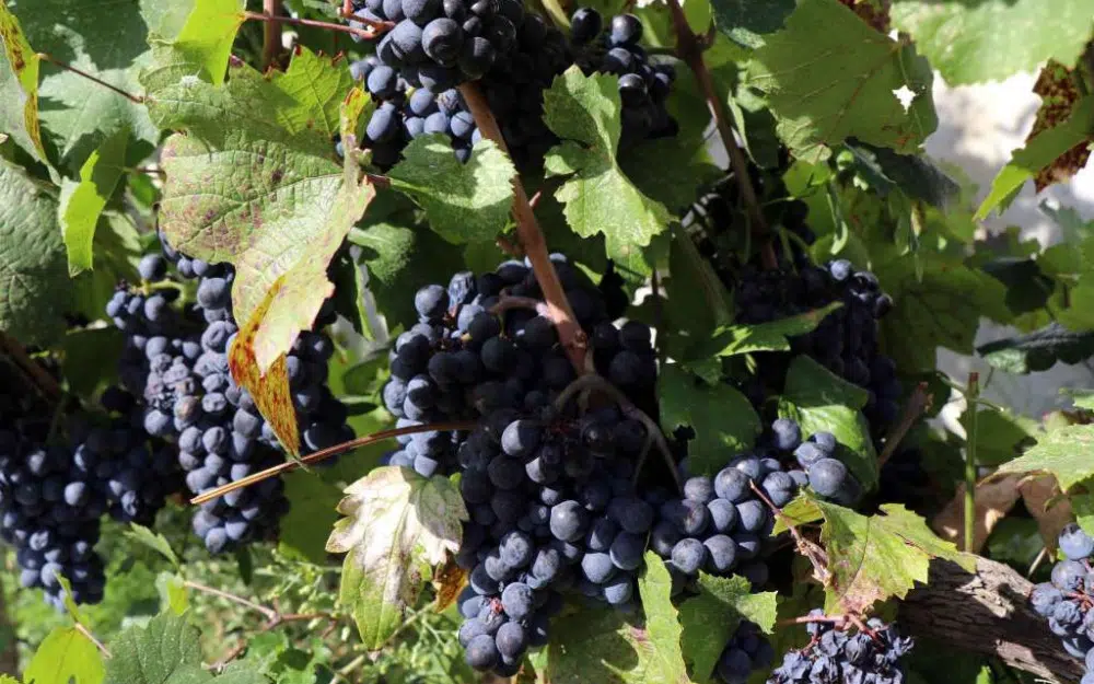 Udruga vinogradara organizira manifestaciju ‘Kušaj ljubuška vina’