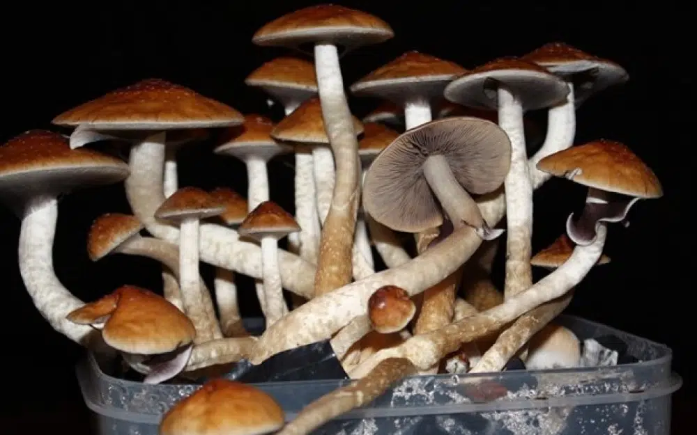 Gljiva kojom su se otrovali kupci sa šabačke pijace jedna od najotrovnijih na svijetu
