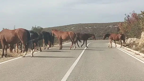 Konji na cesti Sinj-Livno, oprezno vozite!