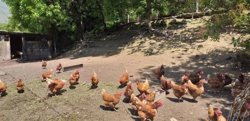 Zatvorenici u Mostaru uzgajaju voće i povrće, kiselog kupusa bude do travnja