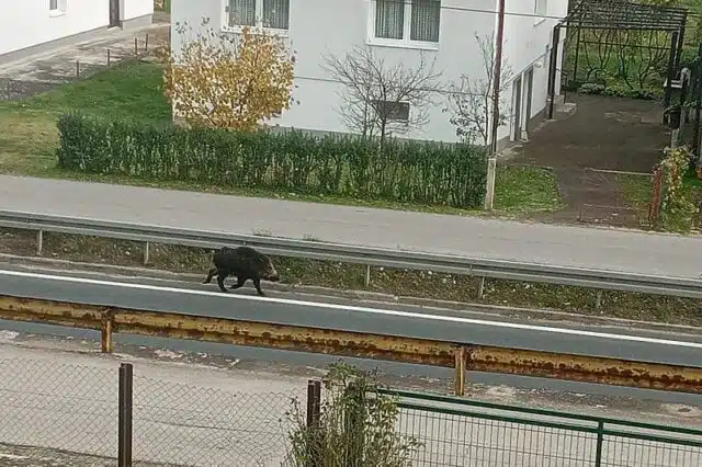 Divlja svinja napala djecu, žene, policajca… | HIP.ba