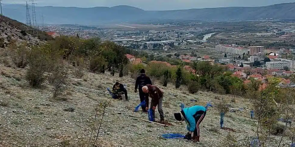 FOTO / Nova snaga Mostar: Nove akcije pošumljavanja