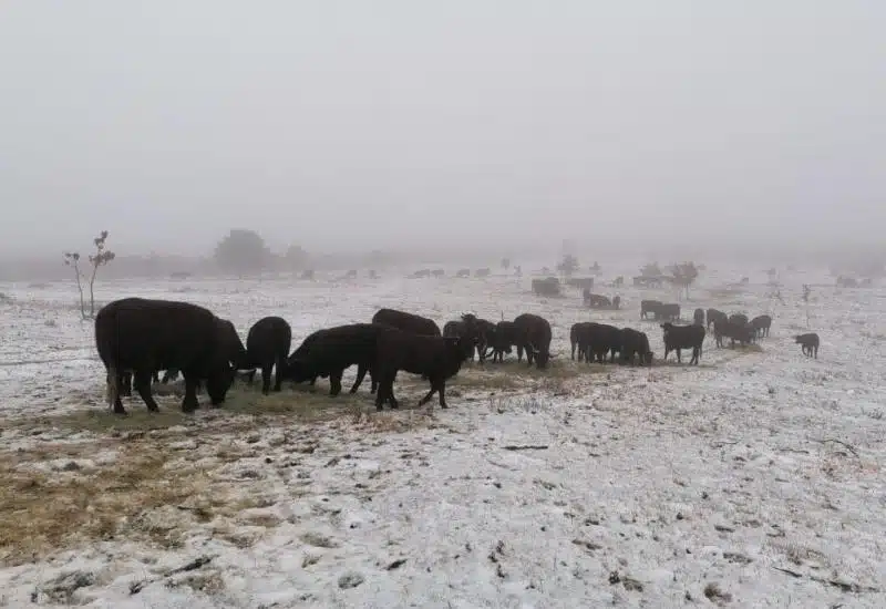 FOTO/VIDEO: NAPAD VUKOVA Krave nadmudrile čopor vukova – Spašeno svih 150 grla na farmi