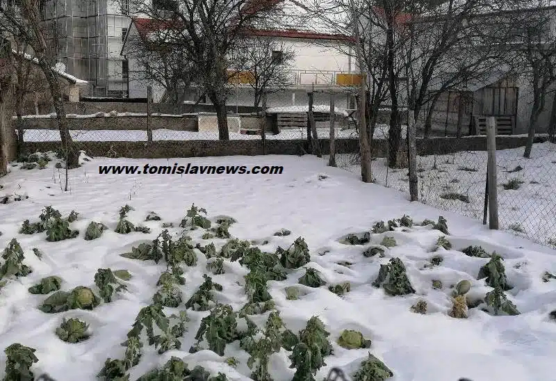 FOTO/ŠTO DANAS RUČAKU? Predlažemo specijalitet, rajsko jelo, od oprljene rašćike, objavljujemo recept!