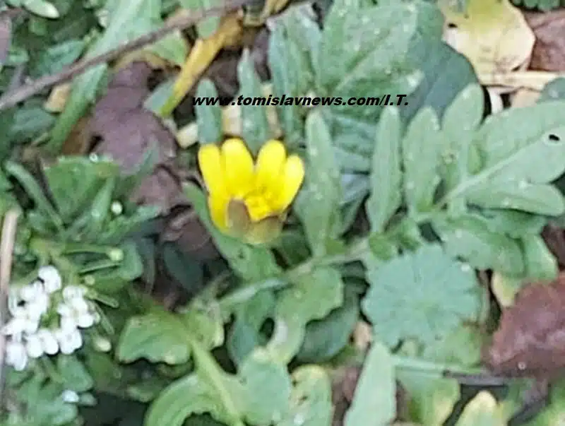 Dobro vam pretežito vedro jutro iz Tomislavgrada!