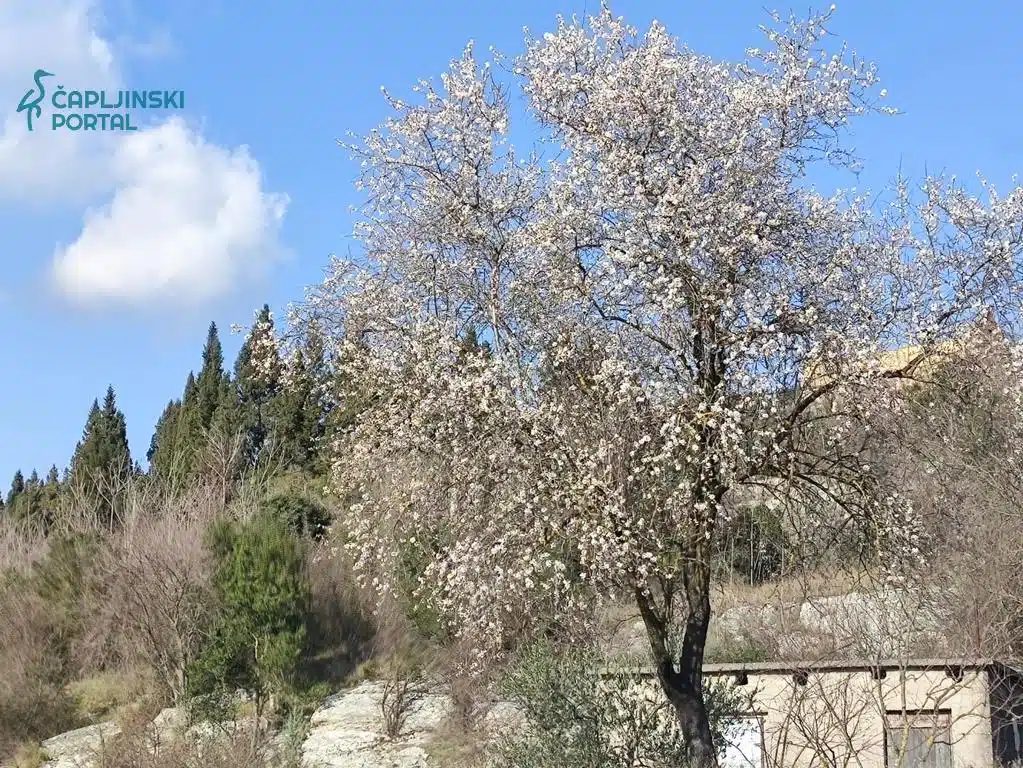 FOTO | Procvjetao badem u Gabeli – proljeće kuca na vrata