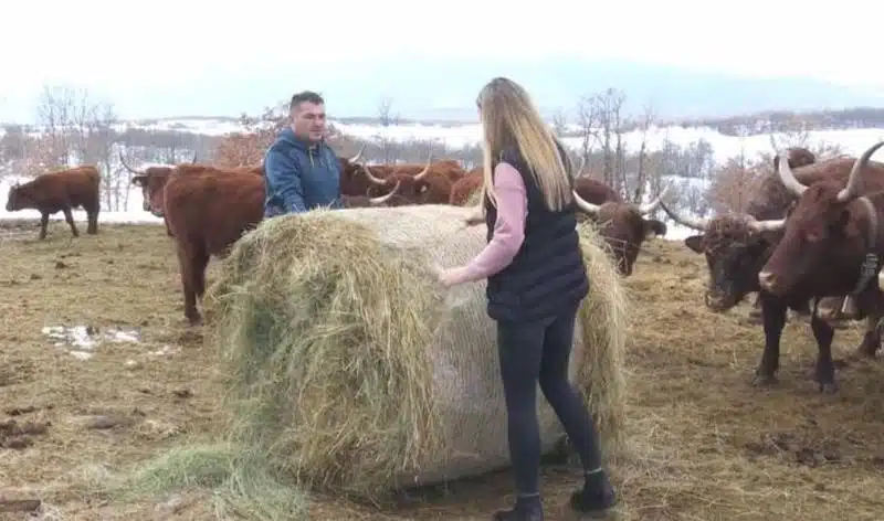 Obitelj Ljubas iz Roškog Polja: Od stočarstva se može dobro živjeti, ako se hoće raditi