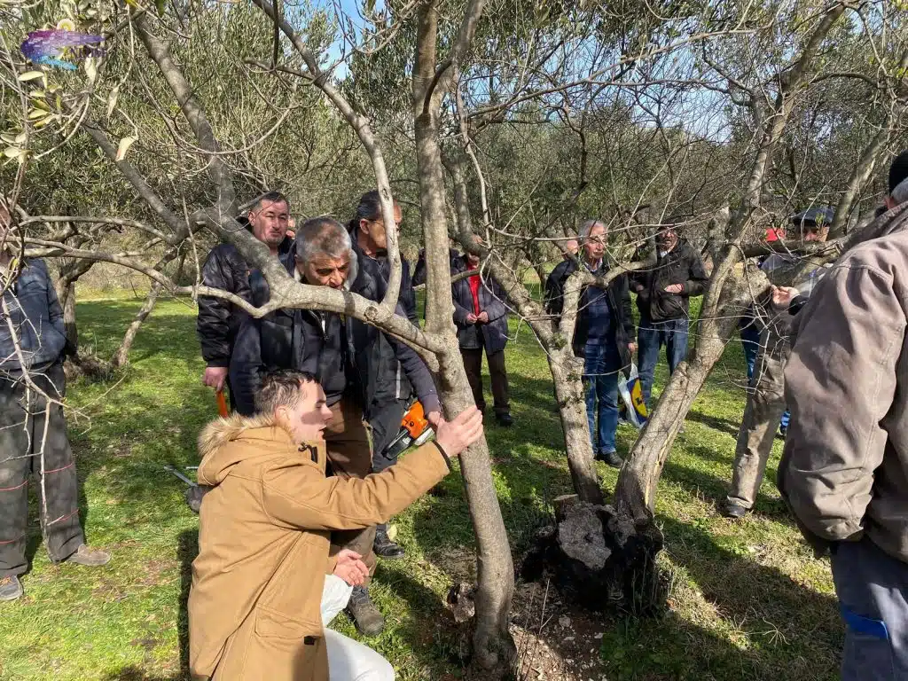 VIDEO | Kako spasiti opožarene maslinike? Pogledajte što kažu stručnjaci na demonstraciji u Broćancu
