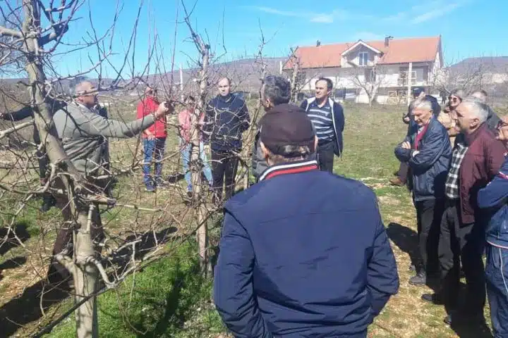 Posušje: Održana edukacija rezidbe krošnjastog voća za 25 voćara