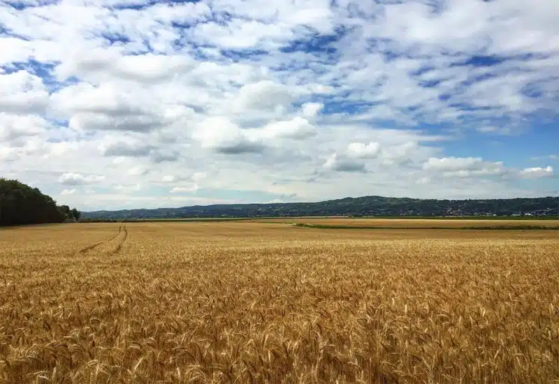 BiH najveću žitnicu u državi pretvara u pašnjak