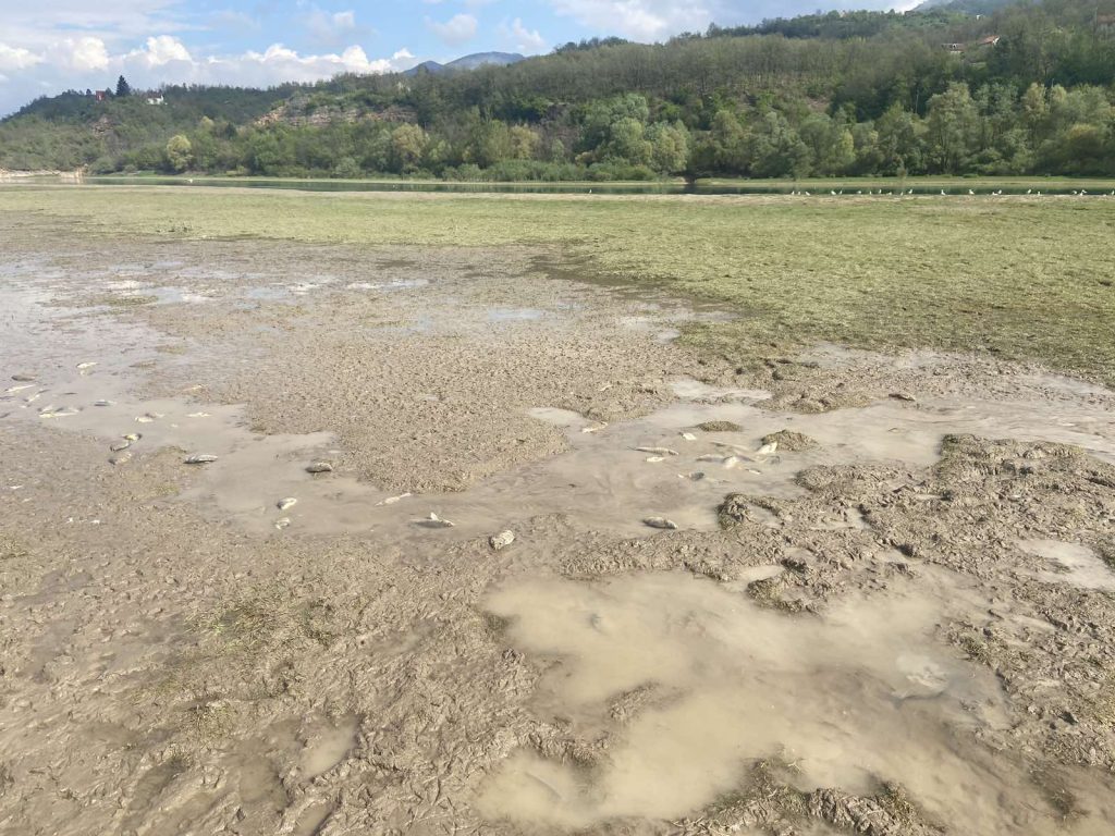 mrijest šarana i ove godine uništen zbog naglog ispuštanja jablaničkog jezera