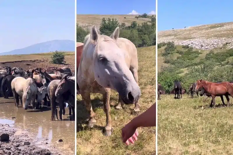 Kako izgleda obilazak divljih konja u Livnu: Prizor nalik na safarije u Africi