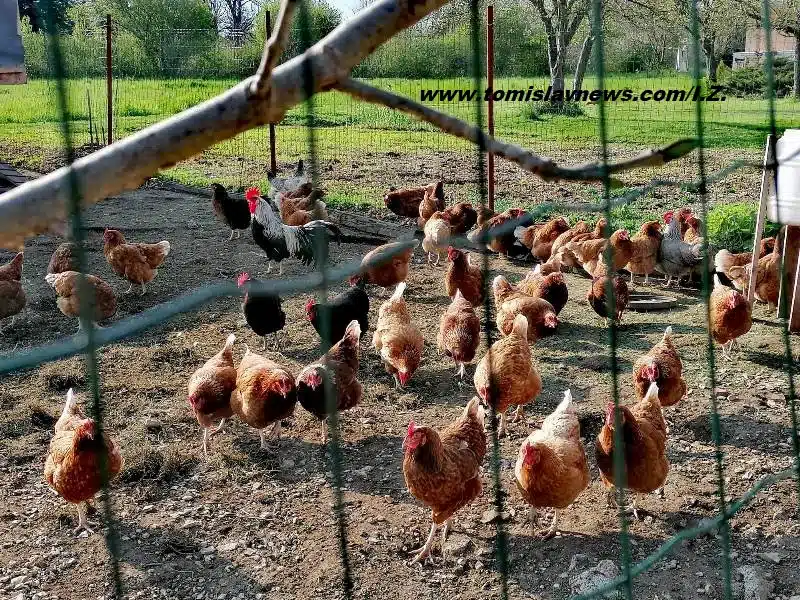 DOBRO vam oblačno i kišovito jutro iz Tomislavgrada!