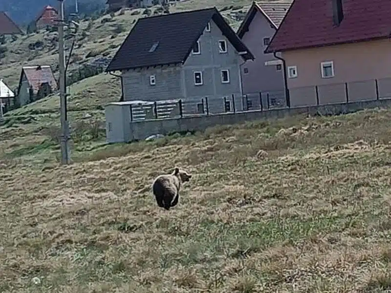 Medvjedi uništavaju kupreške pčelinjake
