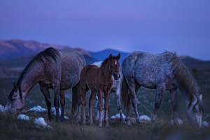 livanjski divlji konji su jedinstvena atrakcija u svijetu
