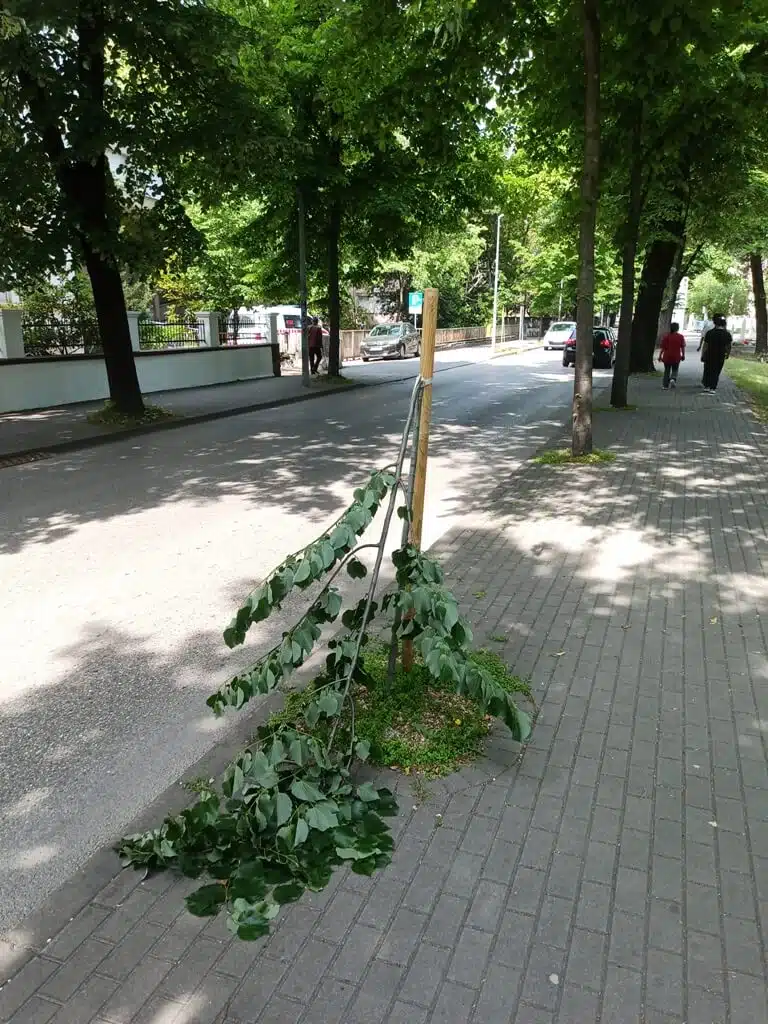 Grad pozvao građane na odgovorno ponašanje: Sve učestalije vandalsko i sustavno uništavanje zelenih površina