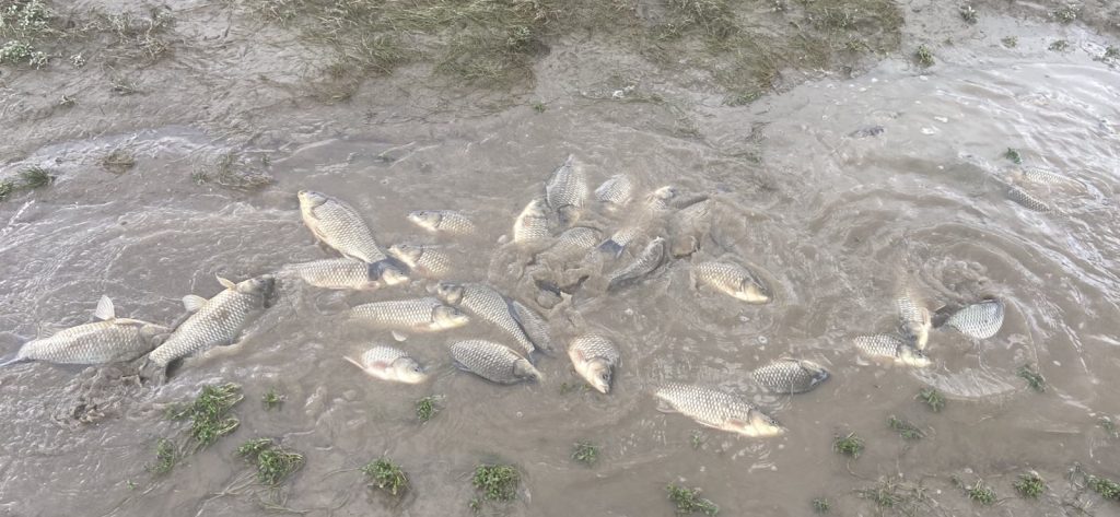 Mrijest šarana i ove godine uništen zbog naglog ispuštanja Jablaničkog jezera