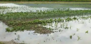 Proglašeno stanje prirodne nesreće za pojedina područja grada Livna