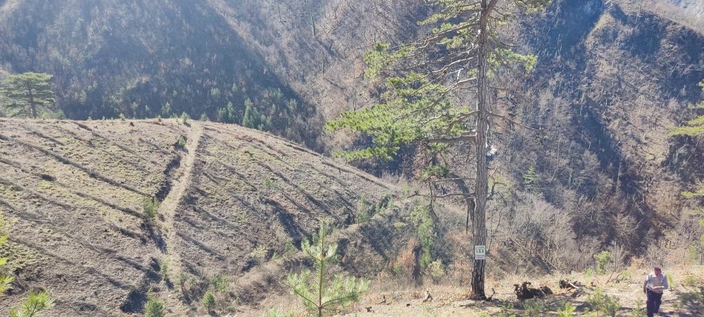 Šumarstvo "Prenj" Konjic: Realizovan projekat "Pošumljavanje opožarene površine na lokalitetu Spiljani" Šumarstvo "Prenj" Konjic: Realizovan projekat "Pošumljavanje opožarene površine na lokalitetu Spiljani"