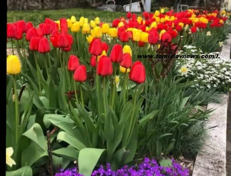VIDEO : DOBRO vam vedro i toplo jutro iz Tomislavgrada!