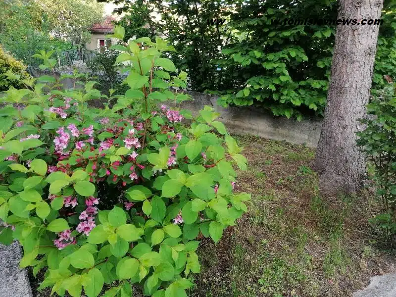 VIDEO: Dobro vam pretežito vedro, mirisno i toplo jutro iz Tomislavgrada!