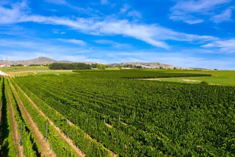 Vinarija KNEBU, senzacija iz Tomislavgrada!