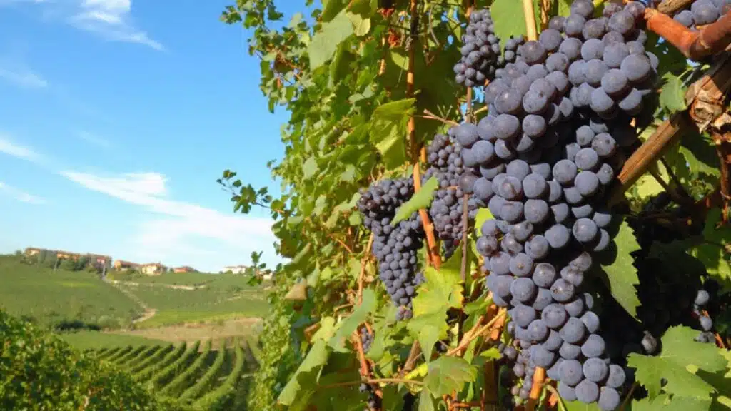 Vinograde potrebno zaštititi od plamenjače
