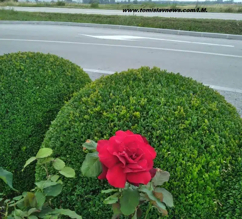 FOTO: DOBRO vam pretežito vedro i mirisno jutro iz Tomislavgrada!