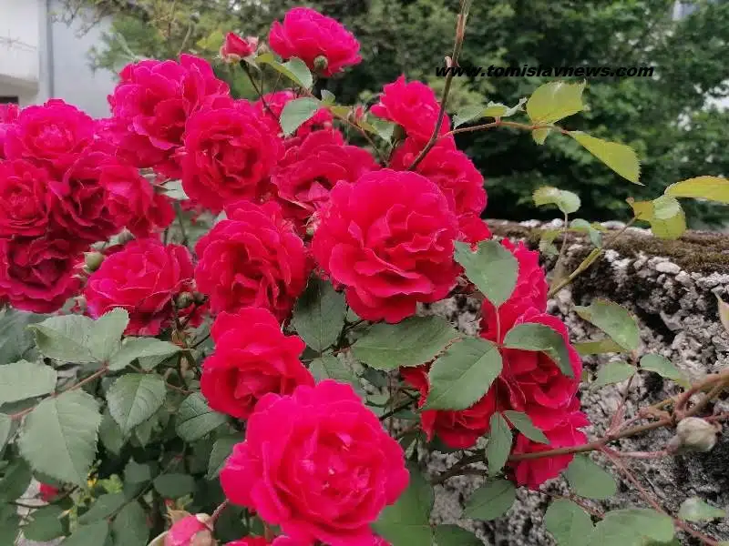 Dobro vam vedro, toplo i mirisno jutro iz Tomislavgrada!
