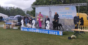 foto: veliki broj izlagača na izložbi pasa u posušju, pobjeda pripala izlagačima iz crne gore