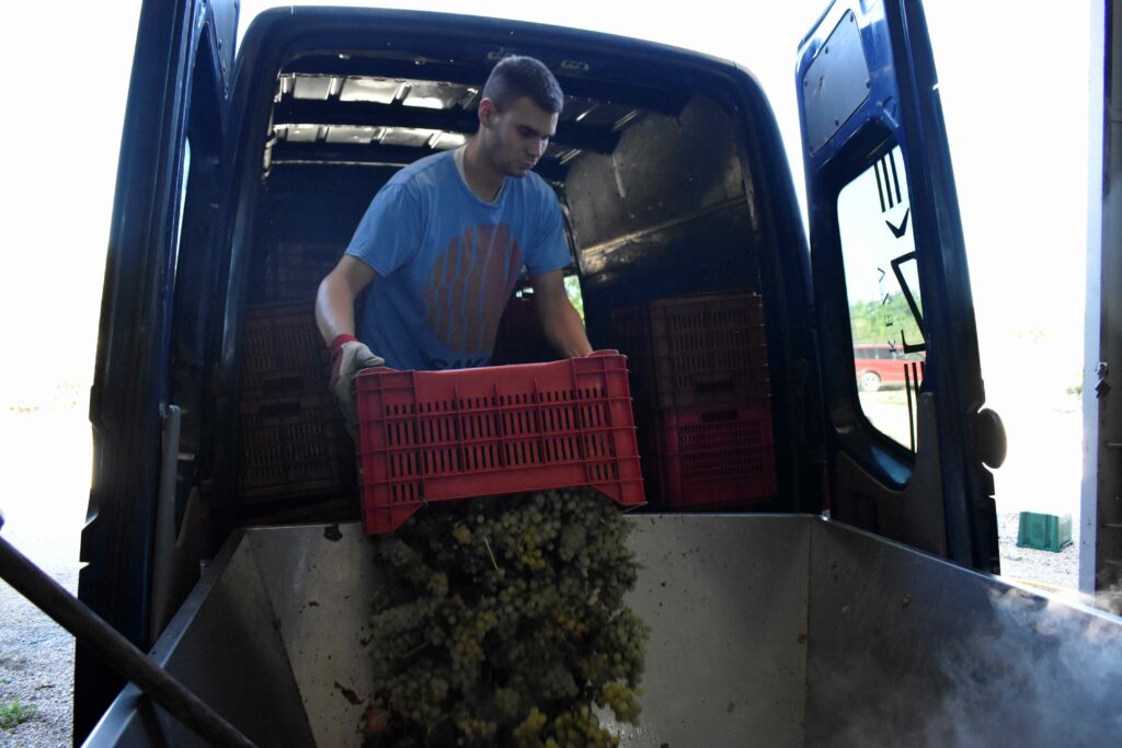 foto/audio/video: berba grožđa u vinariji keža u punom jeku
