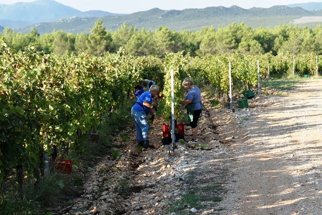 Foto/Audio/Video: Berba grožđa u vinariji Keža u punom jeku