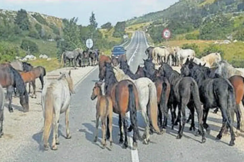BROJ DIVLJIH KONJA I DALJE RASTE, OD JP CESTE FBIH TRAŽENO “ZAGRAĐIVANJE” MAGISTRALNE CESTE
