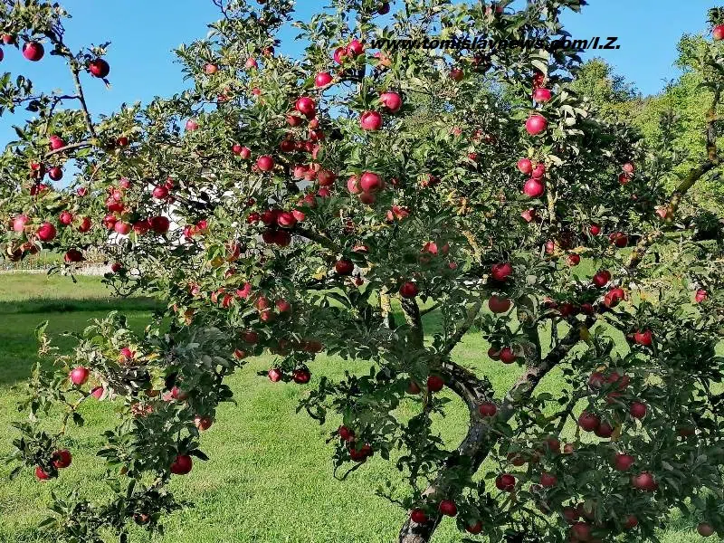 DOBRO vam oblačno i prohladno jutro iz Tomislavgrada!