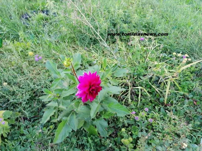 DOBRO vam vedro i toplo jutro iz Tomislavgrada!