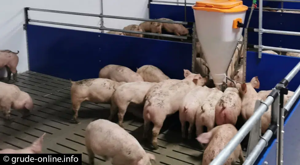 Zaražene svinje krijumčare se iz sjevernog dijela BiH u Hercegovinu