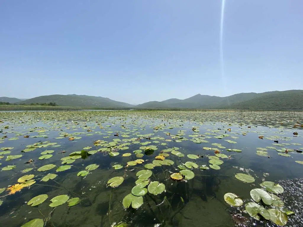 Obnovom Hutovog blata čuvamo jedinstvenu bioraznolikost BiH – WWF Adria